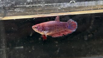 Bojovnica pestrá - betta splendens - 3
