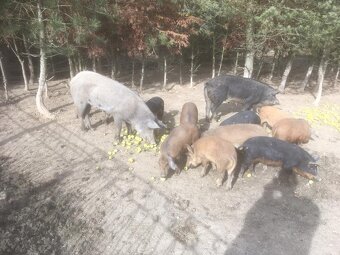 Mangalicia a durok - 3