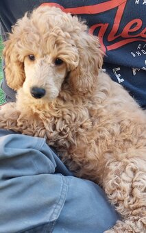 Pudl, pudel, pudlík  s PP - 3