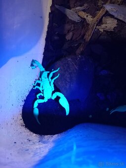 🦂 Škorpión Heterometrus Laoticus 🦂 - 3