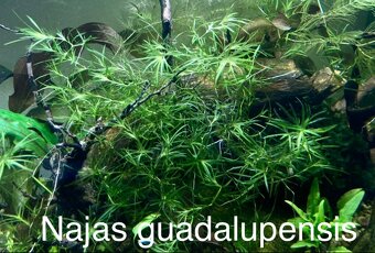 PLÁVAJÚCE AKVÁRIOVÉ a JAZIERKOVÉ RASTLINKY - 3