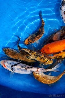 Koi kapre - 3