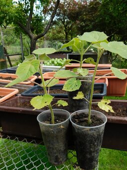 PAULOWNIA - 3
