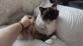 ragdoll,radgoll na predaj len dospelé mačky - 3