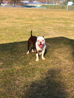 American bully - 3