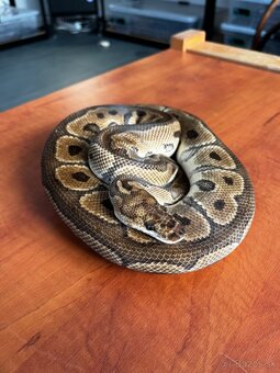Python regius - 3