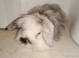 Zdrobnelý králik, zakrslý zajačik - 3
