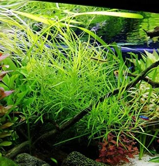 Akvarijne rastliny mix 7 druhov +7krevetiek - 3