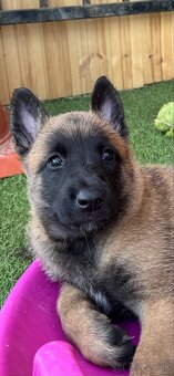 Belgický ovčiak - Malinois - 3