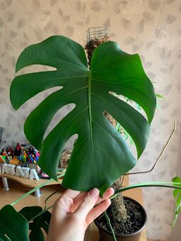 Monstera deliciosa - 3