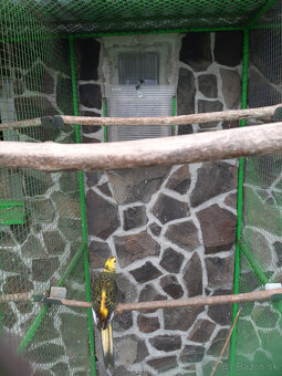 Penant červená straka - 3