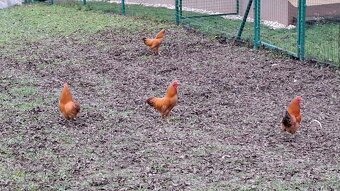 zdr. Oravky kohúty žltohnedé - 3