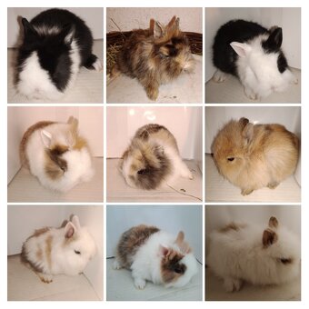 Králik zdrobnelý, zakrslý - 3