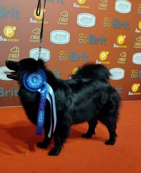 Veľký špic s PP - 3