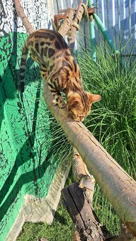 Bengalská mačka - 3