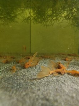 Prísavniky - Super red long fin - 3