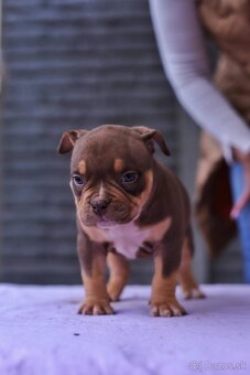 American bully s PP - 3