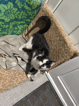 Darujem mačiatko - 3