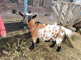 Koza hnedá a koza kamerúnska - 3
