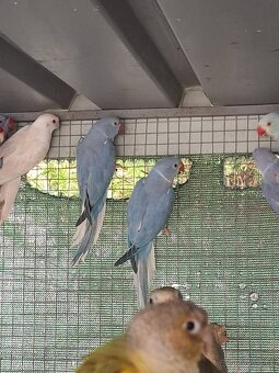 Alexander maly hch - 3