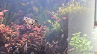 Darujem rybky - 3