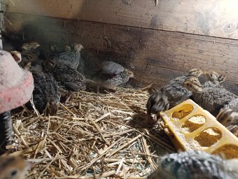 Prepelice 1,50€ - 3