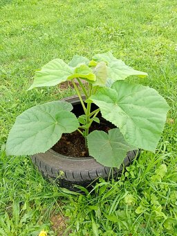 Paulovnia sadenice - 3