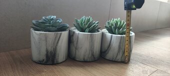 Dekorácia kaktusy - mramorový dekor - 3
