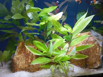 Akvarium 65l zabehnuté. - 3