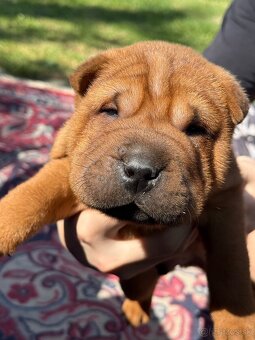 Sharpei - 3