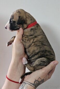 Whippet s PP - 3