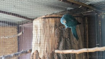 Kakariky - 3