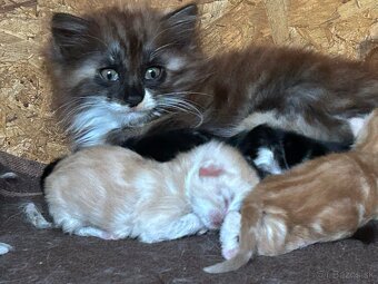 Nórske lesné mačiatka - 3