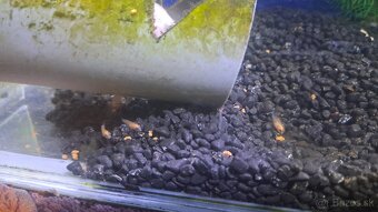 Cichlidy albino biela - 3