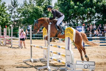 Charakterní klisna Welsh Cob - 3