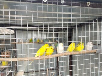 Zebričky, Neofémy, andulky - 3