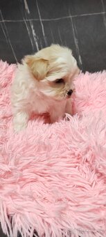 Predám maltezak - 3