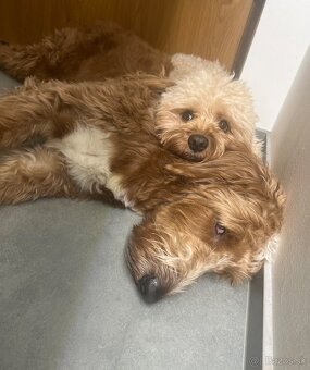 Cavapoo Max na krytie - 3