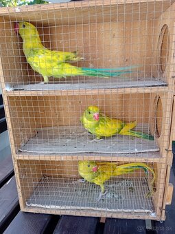 Predám Alexander malý - 3