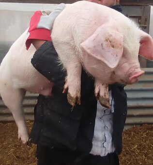 Odstavčata 35-40kg - 3