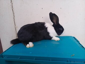 Šarišský Obrovitý modrooký - 3