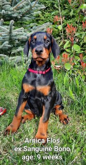 DOBERMANN šteniatka s P.P. - 3
