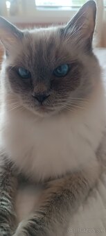 Ragdoll mačiatka, mačka - 3