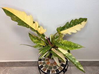 Philodendron ‘Ring of Fire’ - 3