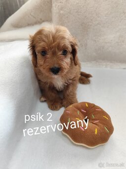 Cavapoo - 3