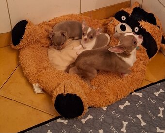 čivava- lila fenka MINI a biely/lila psík MINI - 3