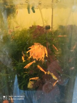 Krevetky neocaridina golden yellow fire - 3