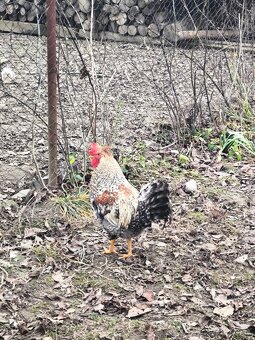 Kohúty Cream Legbar - 3