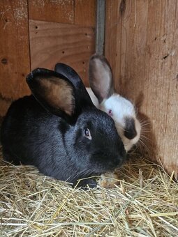 Predám králiky - 3