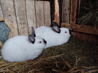 Kalifornský králik - 3